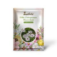 White Osteospermum Flower Seeds for Easy Planting