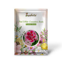 Pink White Carnation Seeds for Planting | Vibrant Annual Flower Seeds for Your Garden