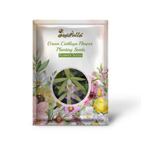Green Cattleya Flower Planting Seeds for Vibrant Blooms