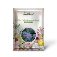 Blue Frikartii Flower Seeds for Planting