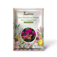 Mixed Helianthemum Mutabile Flower Planting Seeds  Bright & Colorful Annuals for Your Garden