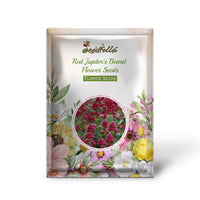 Red Jupiter's Beard Flower Seeds - Perennial Planting for Vibrant Blooms