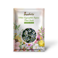 White Gypsophila Repens Plant Seeds for Vibrant Garden Displays