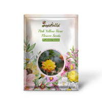Pink Yellow Rose Flower Seeds for Planting - Vibrant Garden Roses, Spring & Fall Planting