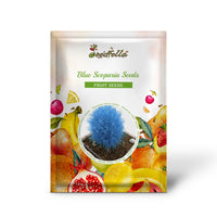 Blue Scoparia Seeds for Planting - Premium Quality Planting Seeds