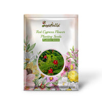 Red Cypress Flower Planting Seeds - Grow Vibrant Flowers for Your Garden