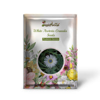 White Arctotis Grandis Seeds for Planting | Stunning Flower Seeds for Your Garden