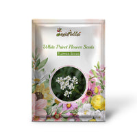 White Privet Flower Seeds for Planting  Enhance Your Garden