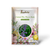 Catmint Blue Flower Seeds for Planting