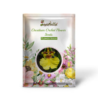 Oncidium Orchid Flower Seeds - Expert Planting Tips for Vibrant Blooms