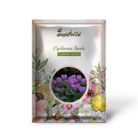 Cyclamen Violet  Flower Seeds Planting
