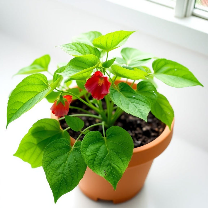 Abutilon Flower seeds for Planting - Seasonal Bloomer, Heirloom & GMO Free Seeds for Home Garden