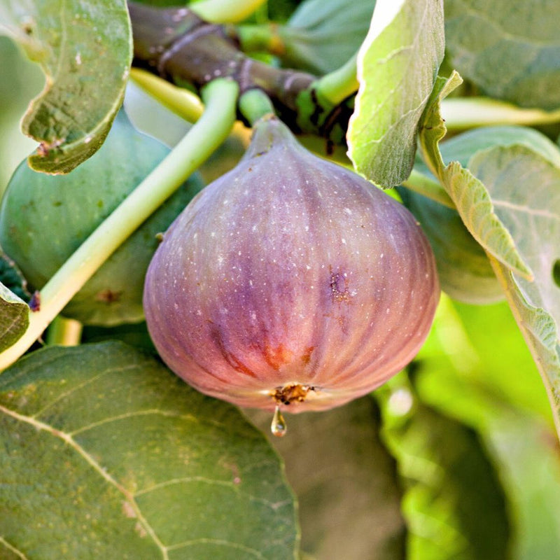 Mixed Fig Seeds for Planting - Grow Delicious Figs at Home