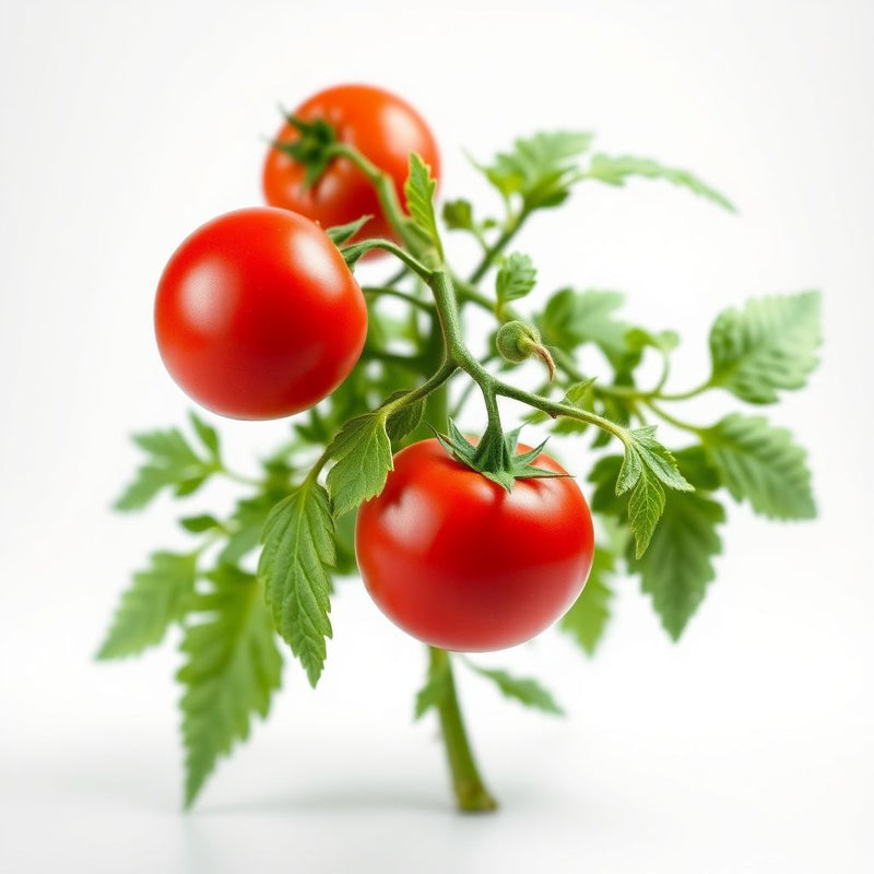 Beefmaster Red Tomato Seeds for Planting - Vegetable Garden Seeds