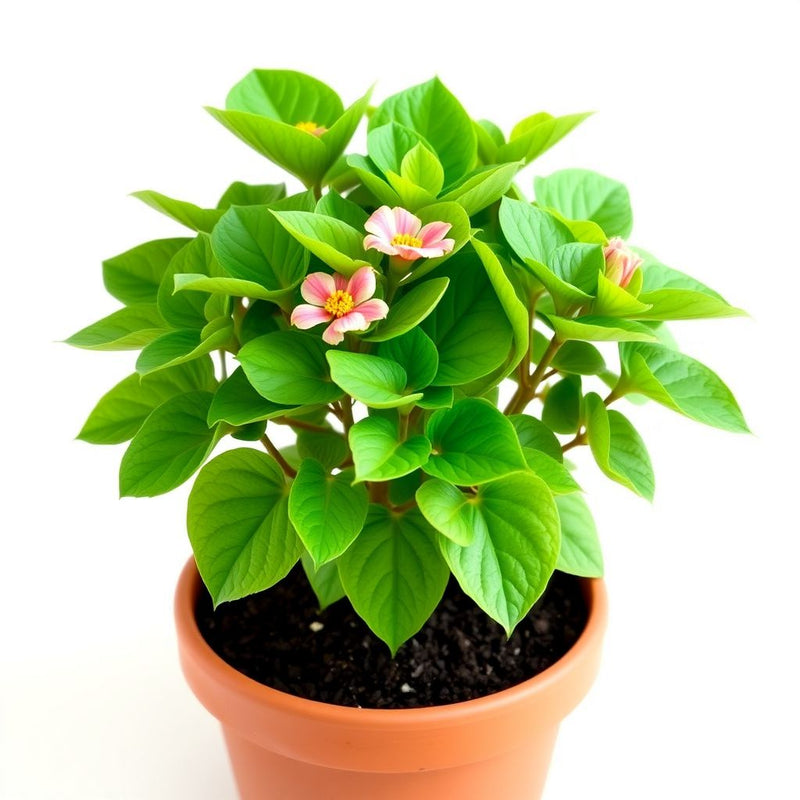 Arizona Flower seeds for Planting - Seasonal Bloomer, Heirloom & GMO Free Seeds for Home Garden
