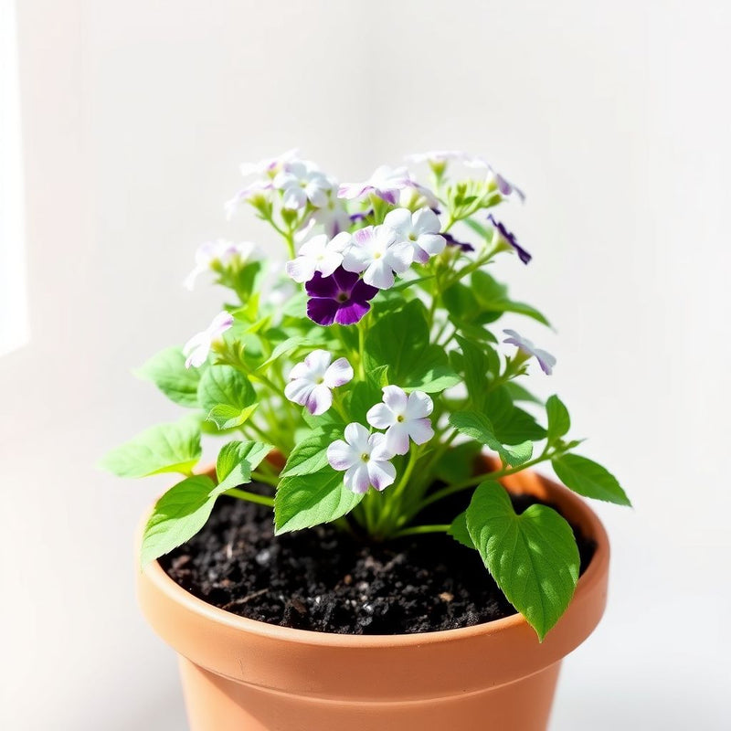 Aristata Flower seeds for Planting Wildflower Mix Heirloom & GMO Free Seeds for Home Garden