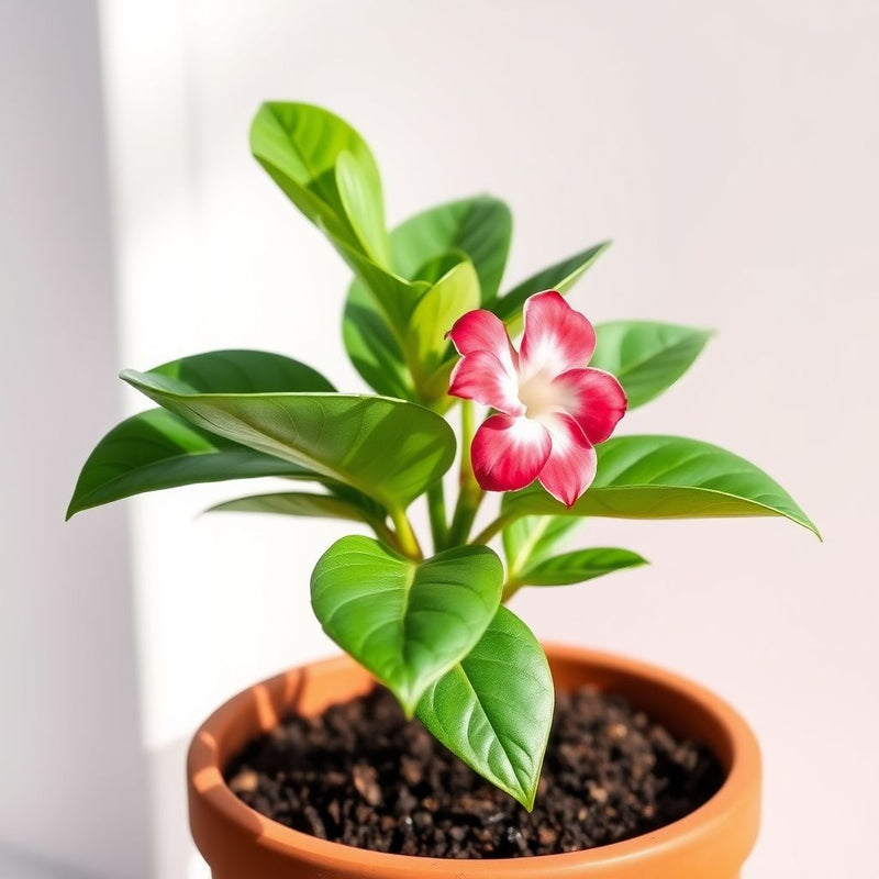Adenium Flower seeds for Planting Easy to Grow Heirloom & GMO Free Seeds for Home Garden