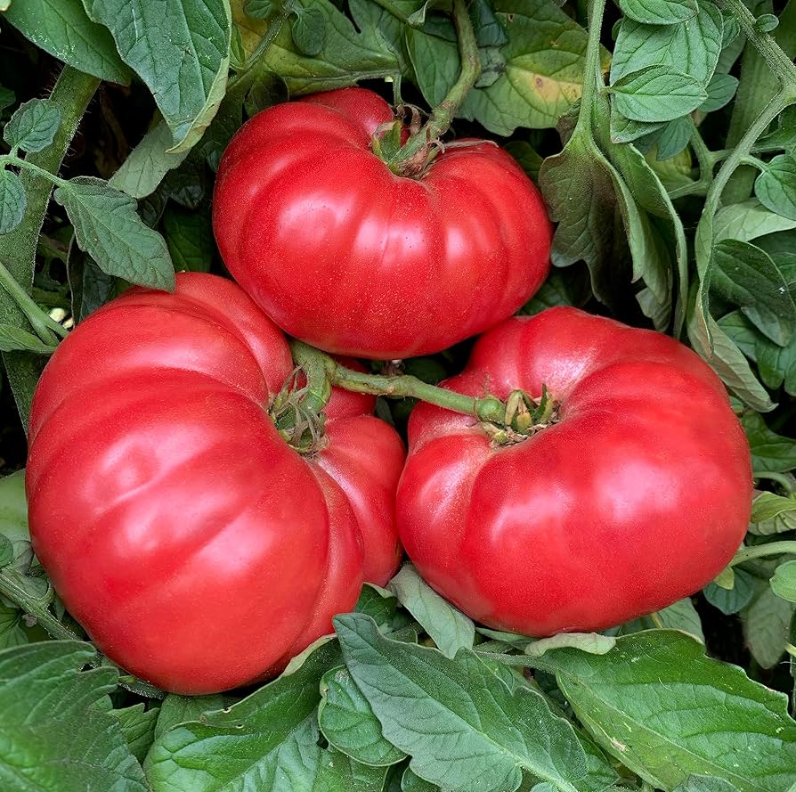 Cosmonaut Volkov Heirloom Tomato Seeds for Spring Planting | Flavorful, Early Harvest