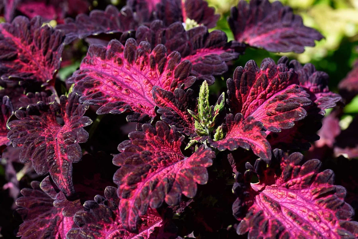 Black Dragon Coleus Flower seeds for Planting - Long Bloom Season, Heirloom & GMO Free Seeds for Home Garden