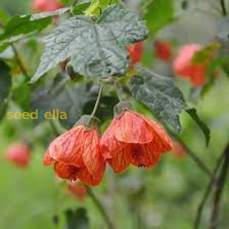 Yellow red Abutilon Striatum seeds for planting