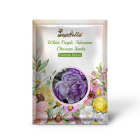 Dual color White Purple Desert Rose flowers