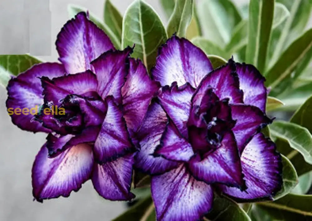 Non GMO Adenium Obesum flower seeds