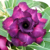Purple Adenium garden seeds for outdoor/indoor planting
