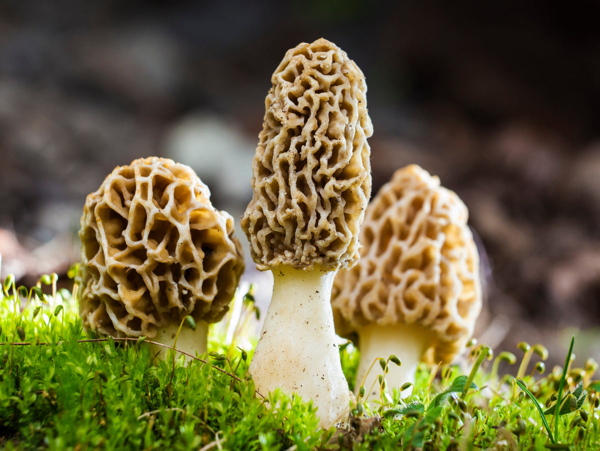 Morel Mushroom Seeds for Home Planting