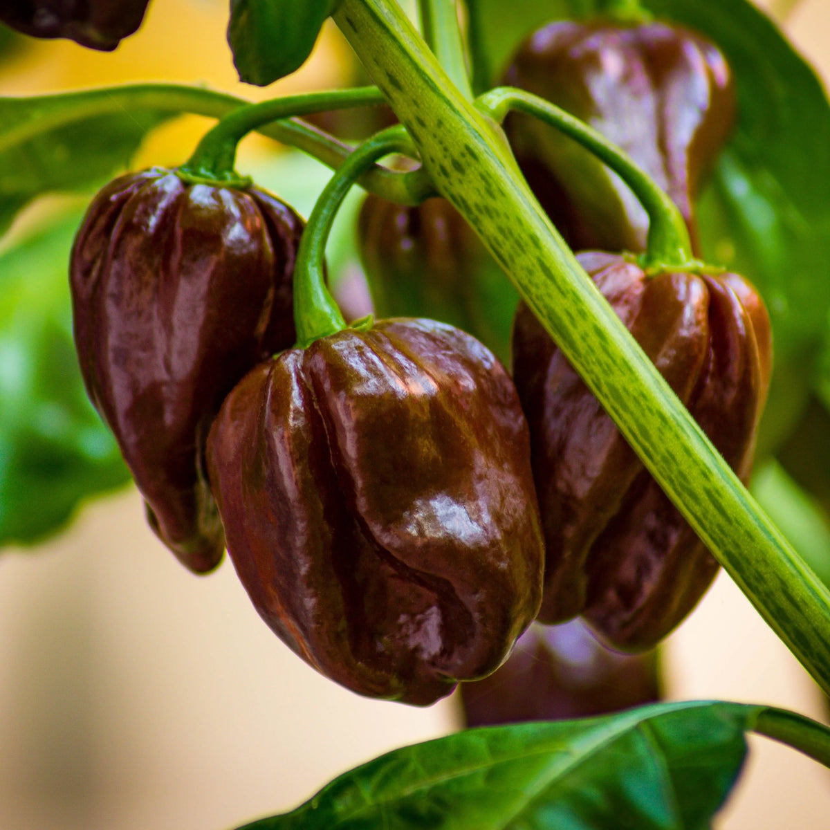 Chocolate Habanero Pepper Seeds for Home Gardening