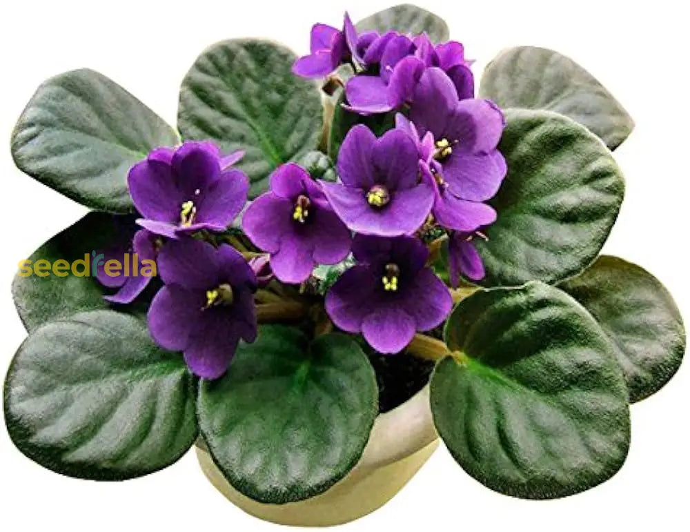 African flower garden seeds for outdoor planting