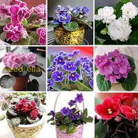 Non GMO African flower seeds