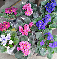 Mixed African flower seeds for planting