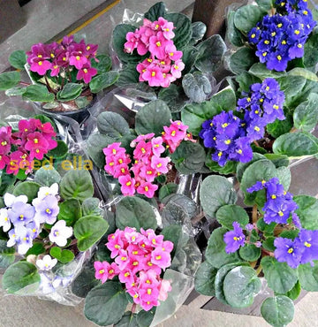 Mixed African flower seeds for planting