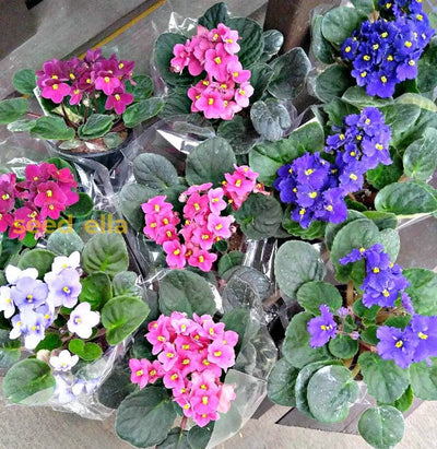 100 Pcs
