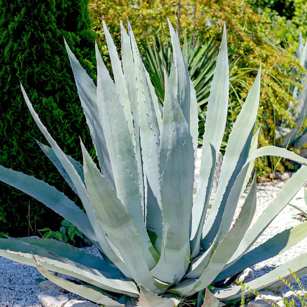 Silver Agave Flower seeds for Planting - Hardy Variety, Heirloom & GMO Free Seeds for Home Garden