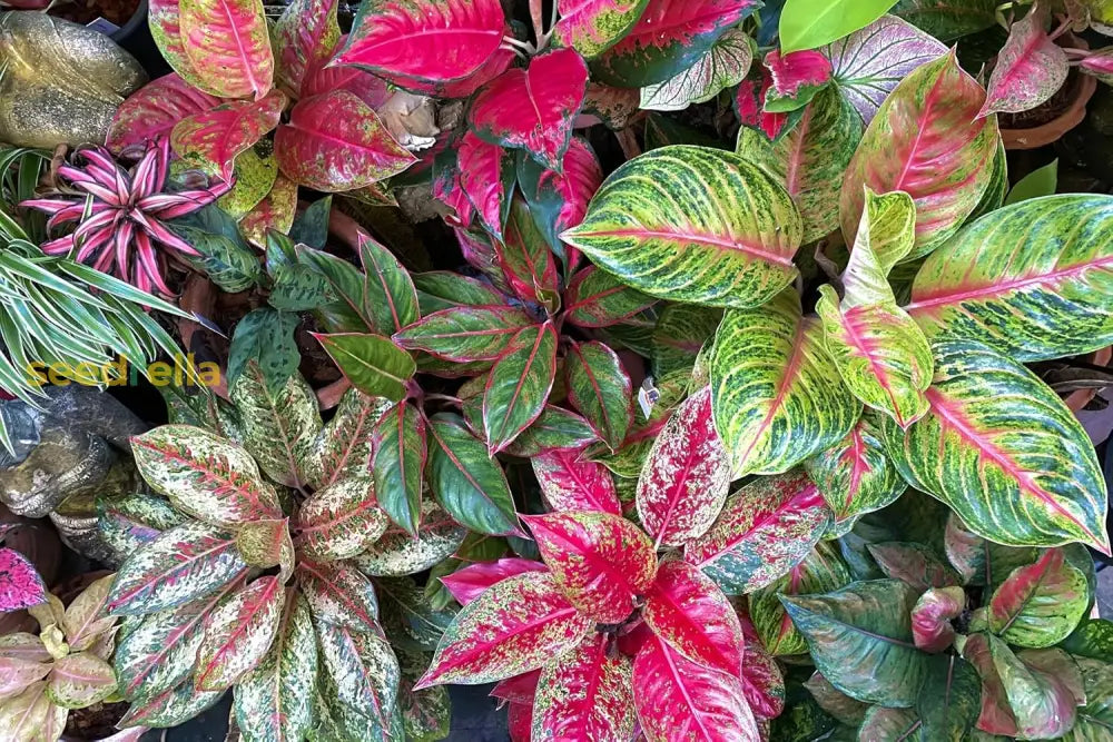 Non GMO Aglaonema seeds for planting