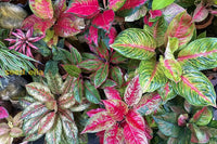Non GMO Aglaonema seeds for planting