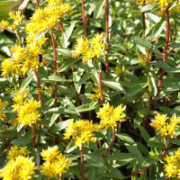 Non GMO Yellow Aizoon seeds