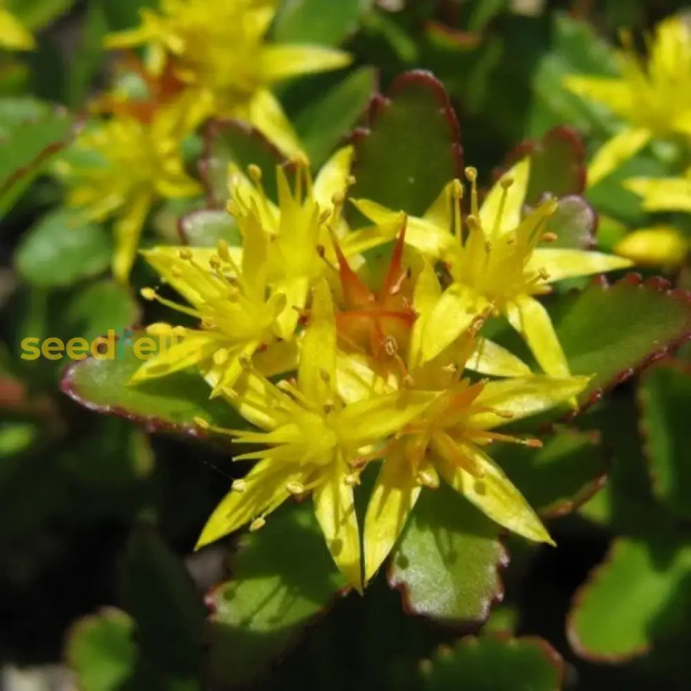 Yellow Aizoon seeds for planting