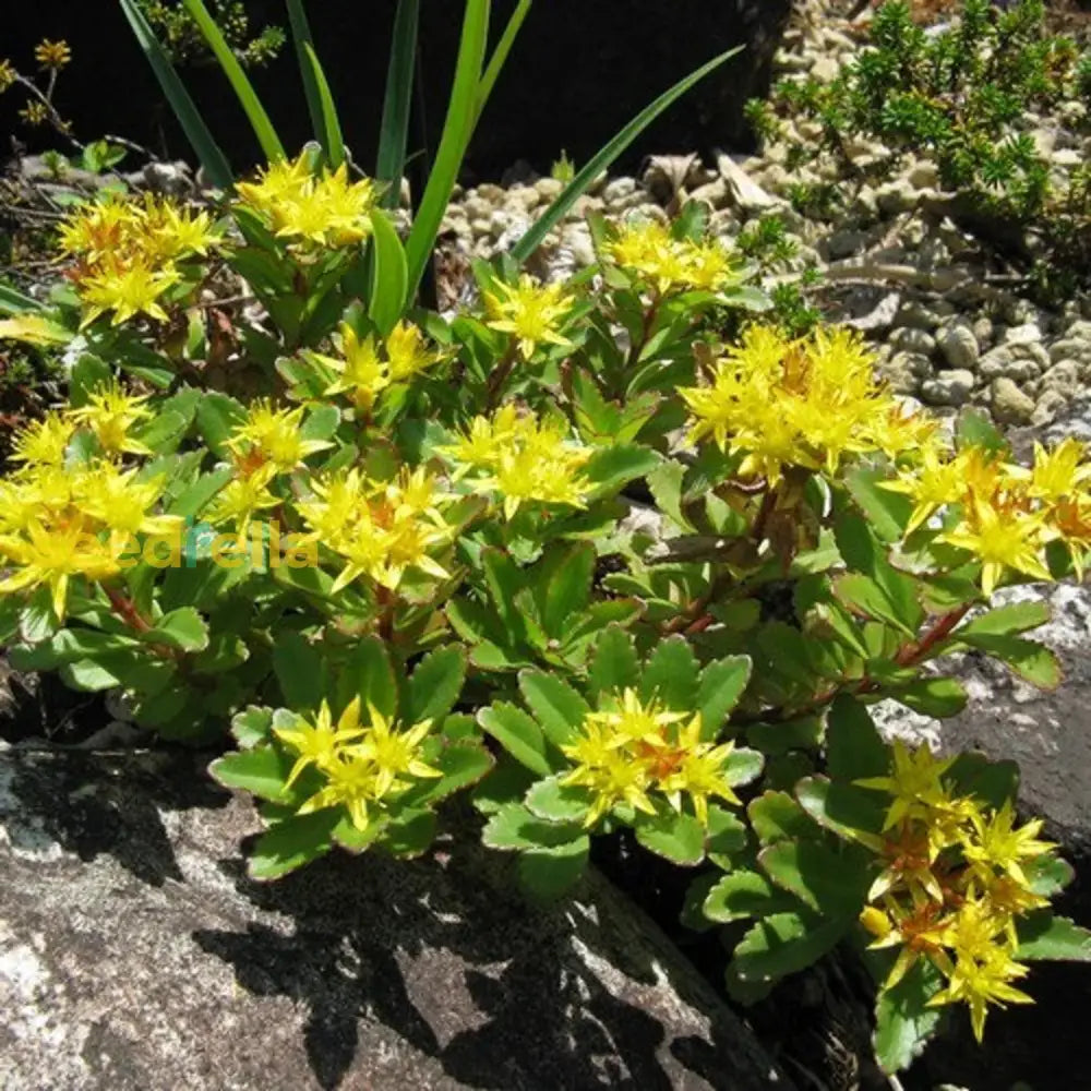 Yellow Aizoon flowering seeds for gardens