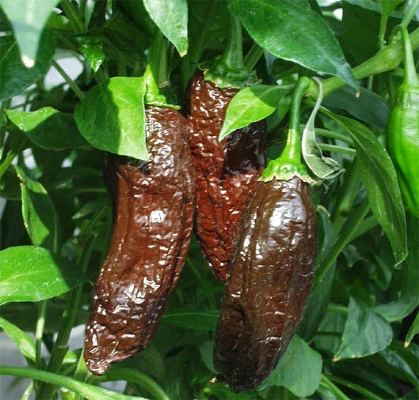 Aji Panca Chocolate Seeds for Planting - Vegetable Garden Seeds