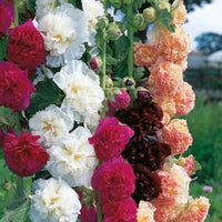 Non-GMO Alcea flower seeds