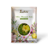 Yellow Allamanda garden seeds for warm climates