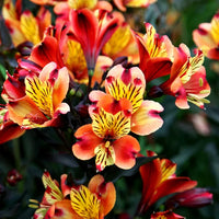 Ornamental Red Yellow Alstroemeria seeds for landscapes