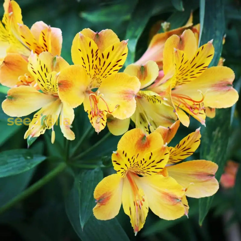 Yellow Alstroemeria seeds for planting