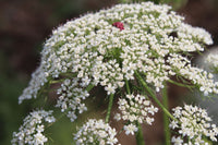 Non GMO Anne’s Lace seeds