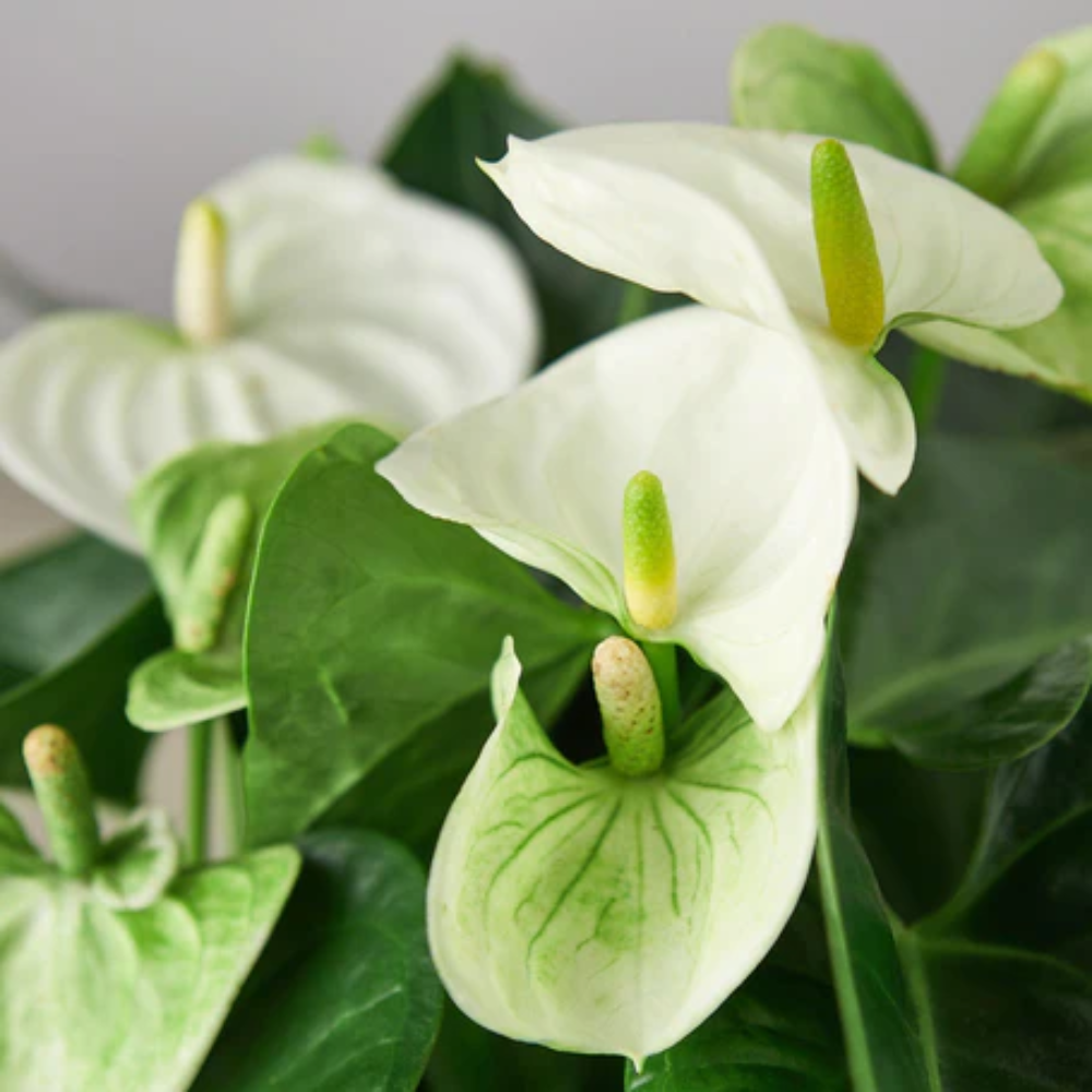 Perennial Anthurium hydroponic planting seeds