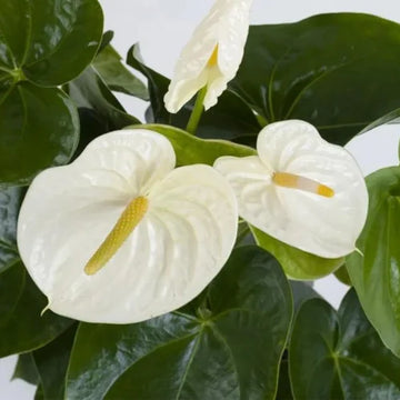 Anthurium seeds for hydroponics planting