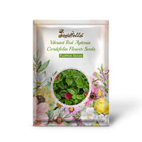 Red Aptenia Cordifolia garden seeds for outdoor planting
