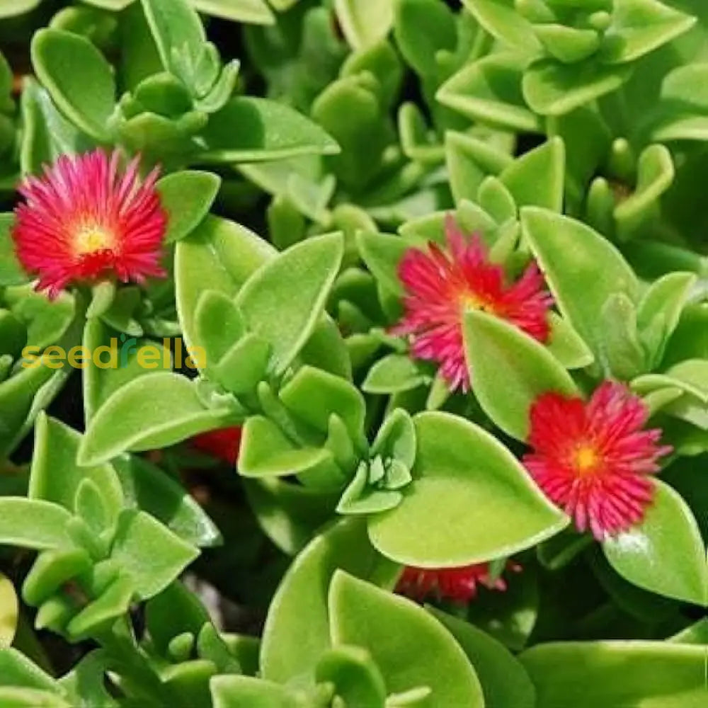 Red Aptenia Cordifolia seeds for planting